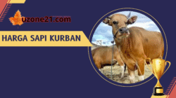 Harga Sapi Kurban 2025 Bikin Kaget! Mulai dari 2 Jutaan, Bisa Patungan 1/7 Ekor