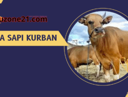 Harga Sapi Kurban 2025 Bikin Kaget! Mulai dari 2 Jutaan, Bisa Patungan 1/7 Ekor