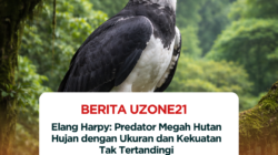 Elang Harpy: Predator Megah Hutan Hujan dengan Ukuran dan Kekuatan Tak Tertandingi