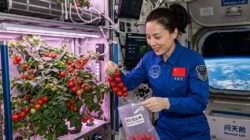 Astronaut China Sukses Panen Tomat di Stasiun Antariksa Tiangong