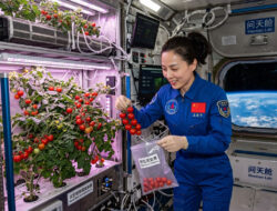 Astronaut China Sukses Panen Tomat di Stasiun Antariksa Tiangong