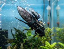 Ilmuwan Singapura dan Jepang Ciptakan Kecoa Cyborg Penyelam, Mampu Bertahan di Air Hingga Tiga Jam
